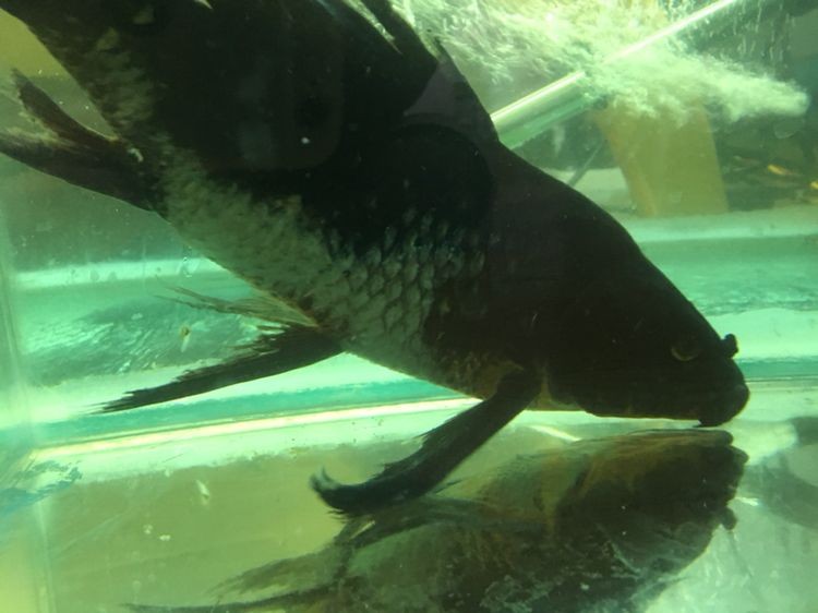 湖州水族館大神求救 湖州水族館大神求救 銀龍魚百科 第3張