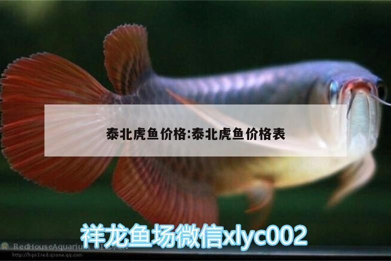 泰北虎魚價格:泰北虎魚價格表