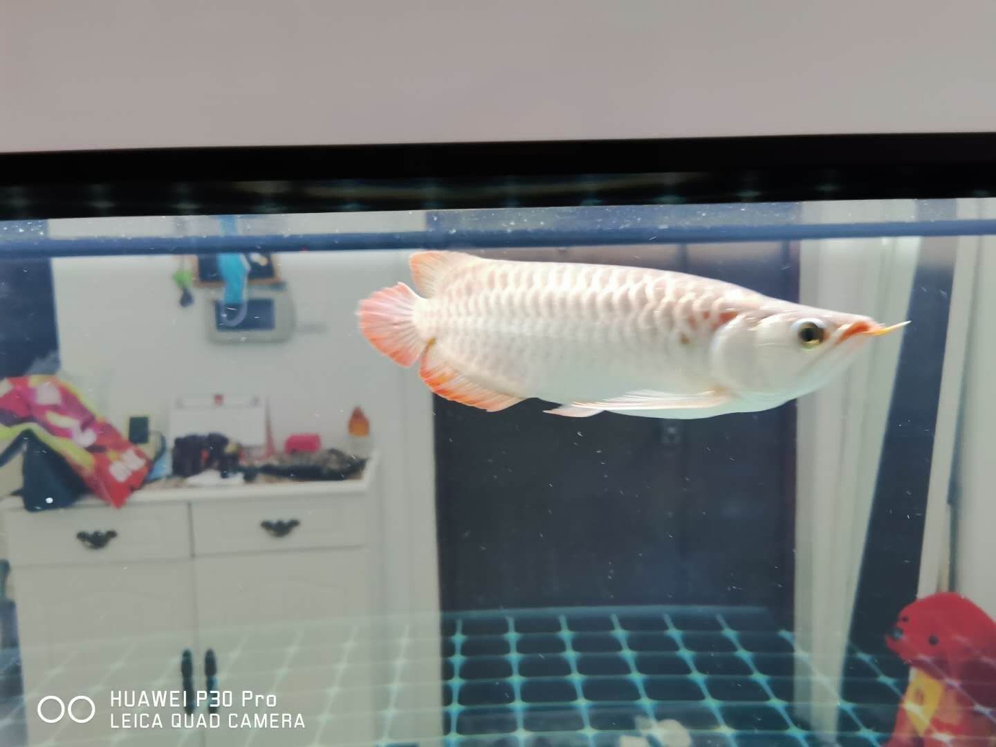 高手來看看這是什么頭型