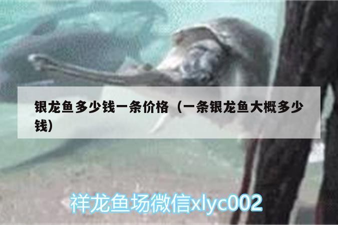 銀龍魚多少錢一條價格（一條銀龍魚大概多少錢）