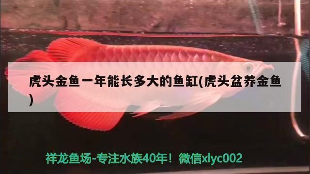 虎頭金魚一年能長多大的魚缸(虎頭盆養金魚)