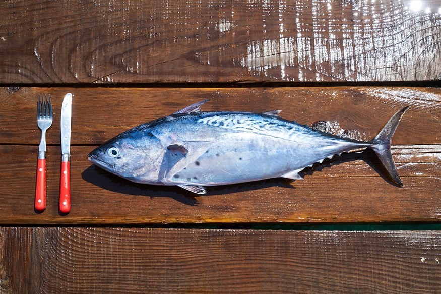 虎魚能和雷龍一起養(yǎng)嗎怎么養(yǎng)的（虎魚可以跟雷龍魚一起養(yǎng)嗎）