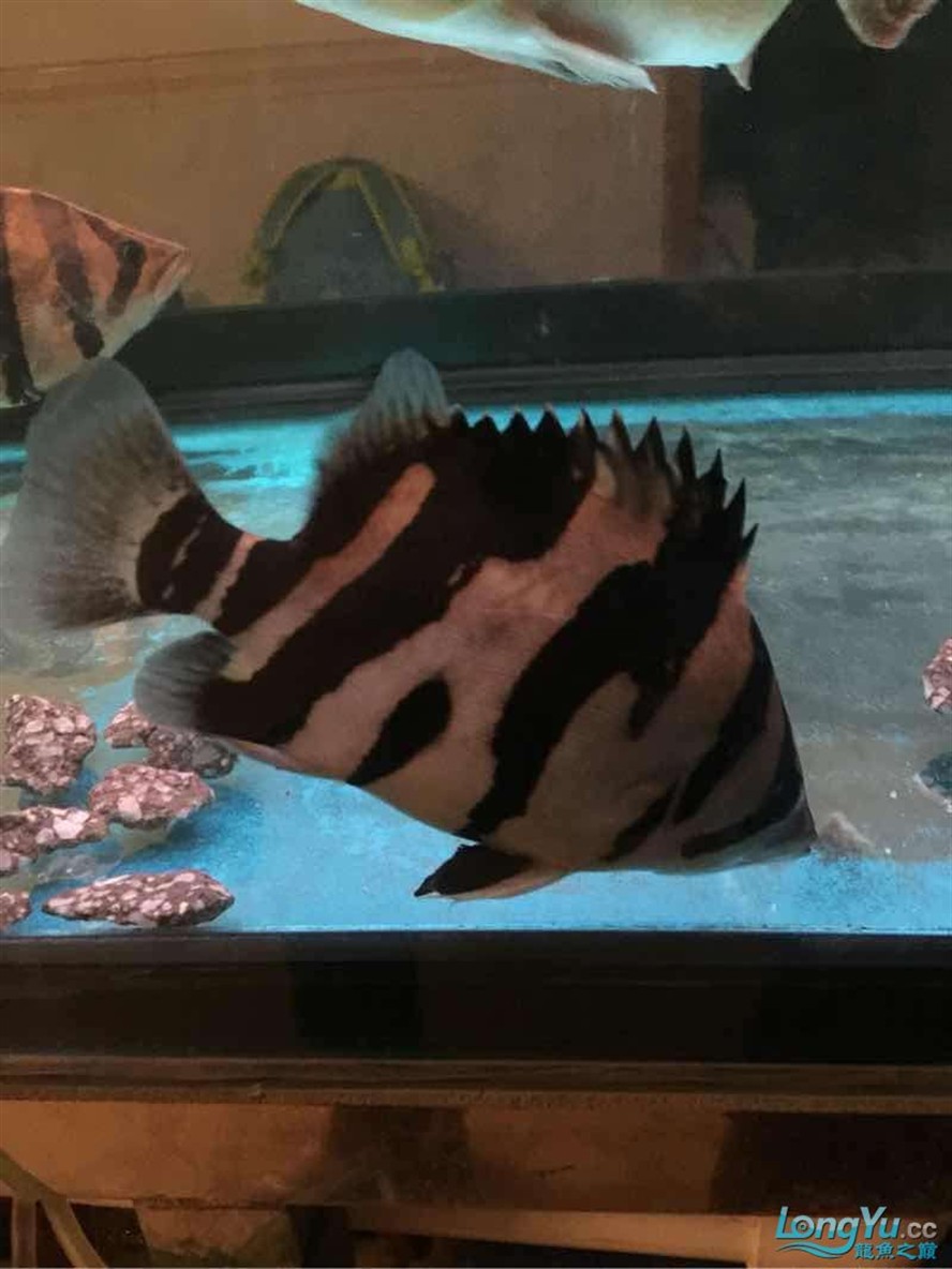 這條虎魚本人是很喜歡的有人說養這條不三不四的魚會浪費飼料錢