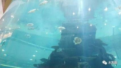 鴻通城魚缸的價格是多少：貴陽鴻通城魚缸養(yǎng)護秘籍了解如何正確養(yǎng)護魚缸
