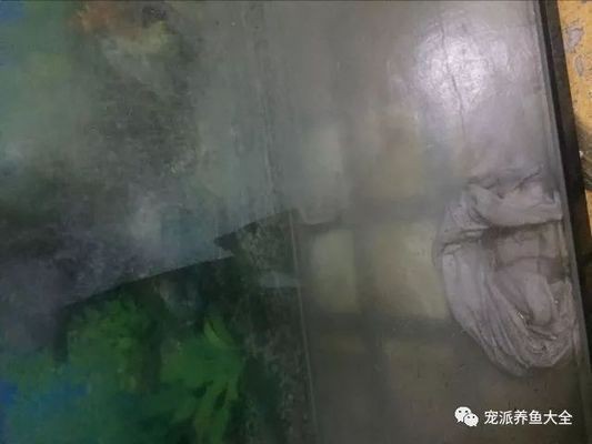 大魚缸如何清潔水垢的方法：大魚缸內壁容易產生水垢影響觀賞效果以下是幾種有效的清潔方法