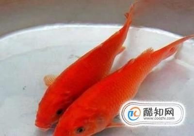 紅鯉魚魚缸味道特別大怎么辦？：紅鯉魚魚缸味道特別大可能與以下幾個因素有關