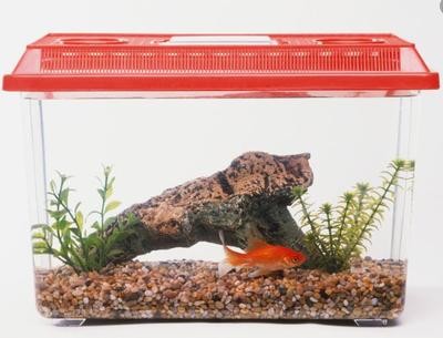 小銀龍魚怎么養(yǎng)及喂養(yǎng)技巧圖片視頻教程（小銀龍魚怎么養(yǎng)及喂養(yǎng)技巧圖片視頻教程大全）