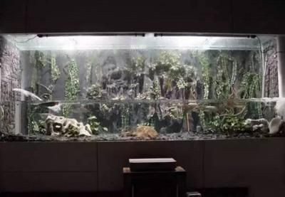 深圳魚好水族提供帝王魚缸的設計、制造、養護等服務：水族箱養護秘籍