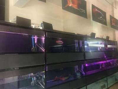 深圳魚好水族提供帝王魚缸的設計、制造、養護等服務：水族箱養護秘籍