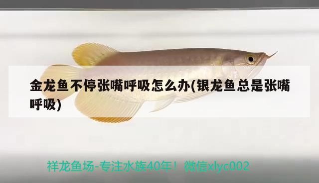 金龍魚不停張嘴呼吸怎么辦(銀龍魚總是張嘴呼吸)