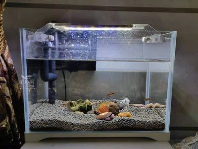 金晶魚缸質量好嗎：金晶魚缸與普通魚缸對比，金晶魚缸適用魚類推薦