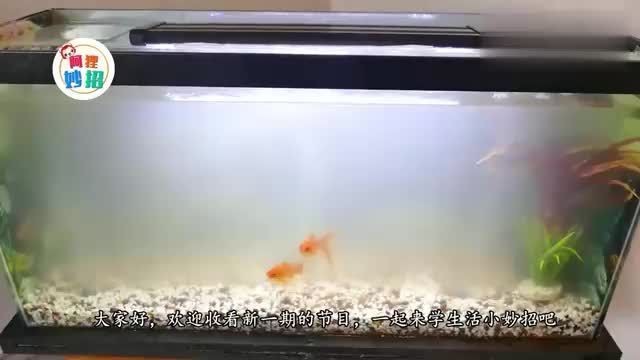 斗門區井岸大自然水族店（斗門區井岸大自然水族店地址）