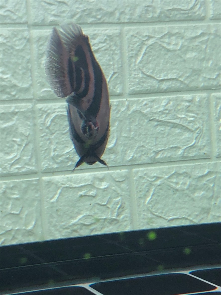 虎魚長膿包怎樣治療