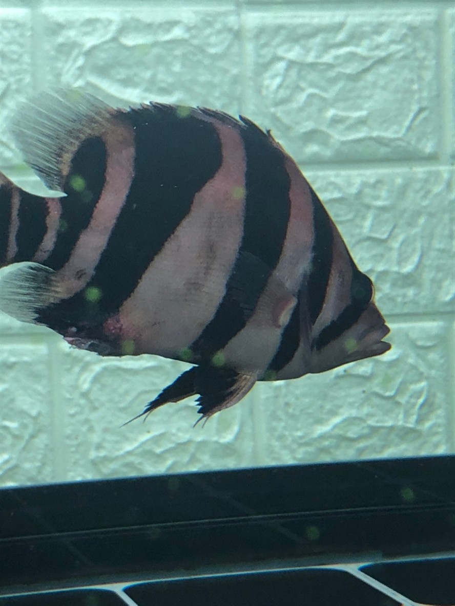 虎魚長膿包怎樣治療