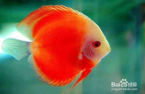 佛岡縣石角鎮鼎鑫水族店（佛岡縣石角鎮鼎鑫水族店