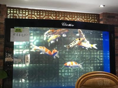 金銀龍魚價格及圖片大全大圖（金銀龍魚價格及圖片大全大圖高清） 金銀龍魚價格及圖片大全大圖（金銀龍魚價格及圖片大全大圖高清） 銀龍魚百科