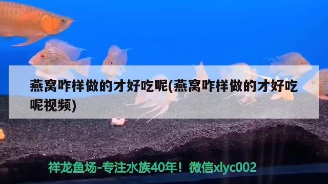 紅龍魚和虎魚混養視頻大全播放，紅龍魚和虎魚打架怎么辦