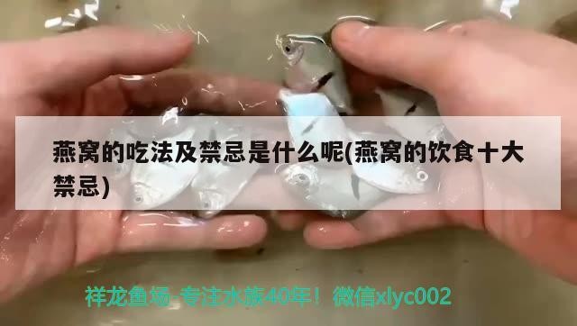 紅龍魚和虎魚混養視頻大全播放，紅龍魚和虎魚打架怎么辦