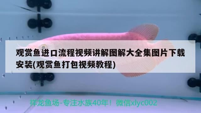 紅龍魚和虎魚混養視頻大全播放，紅龍魚和虎魚打架怎么辦