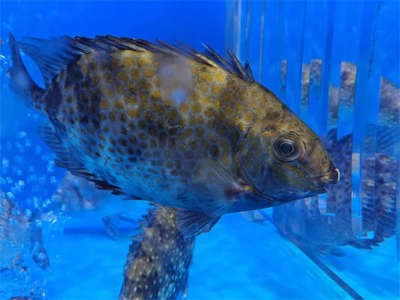七彩銀龍魚(yú)是什么品種（七彩銀龍魚(yú)是什么品種的魚(yú)）