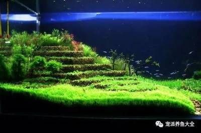 黑色背景下養哪種魚最佳在黑色背景下養哪種魚最合適：如何在黑色背景下養出美麗的魚