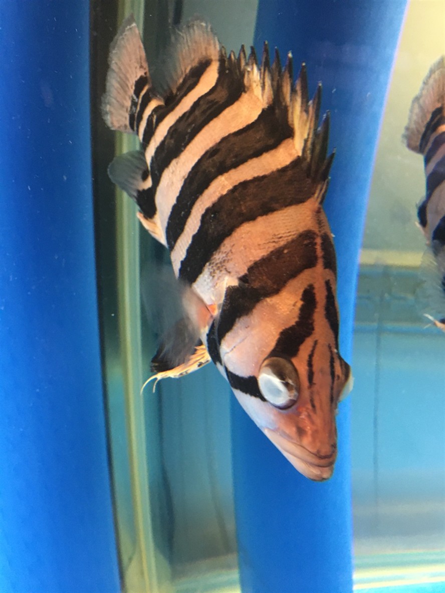 這怎回事給龍魚虎打傷