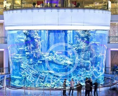 青苔水的養(yǎng)護(hù)秘籍：海洋世界魚(yú)缸不長(zhǎng)青苔水的養(yǎng)護(hù)秘籍青苔水的養(yǎng)護(hù)秘籍