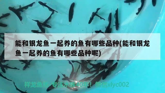 能和銀龍魚一起養的魚有哪些品種(能和銀龍魚一起養的魚有哪些品種呢)