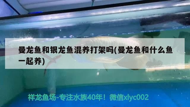 曼龍魚和銀龍魚混養打架嗎(曼龍魚和什么魚一起養)