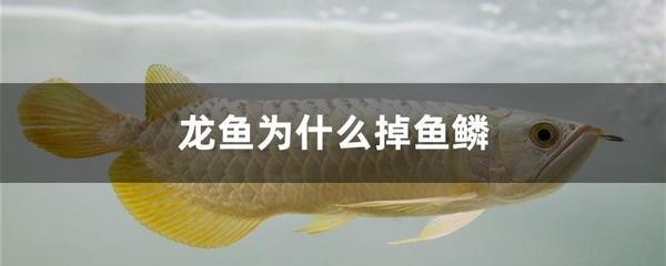 海陽市艾琳娜水族館（海陽市艾琳娜水族館電話）