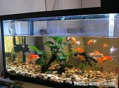 辦公室魚缸的風水原理：辦公室魚缸擺放位置擺放需要綜合考慮風水原則和禁忌