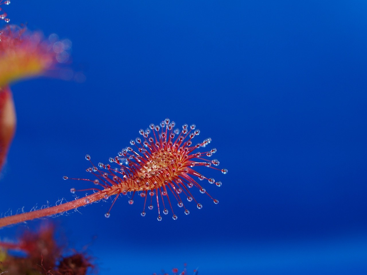 黑斑水虎魚怎么養出狀態（黑斑水虎魚可以混養嗎）