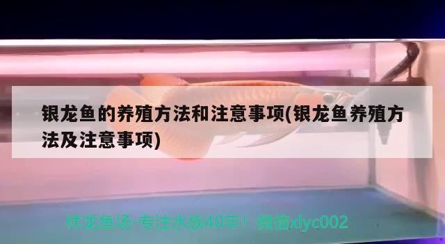 銀龍魚的養殖方法和注意事項(銀龍魚養殖方法及注意事項)