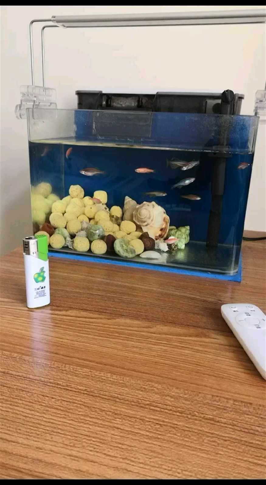 隨便亂放虎魚龍巔
