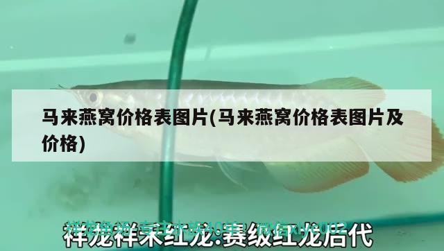 蟹虎魚的功效與作用和作用