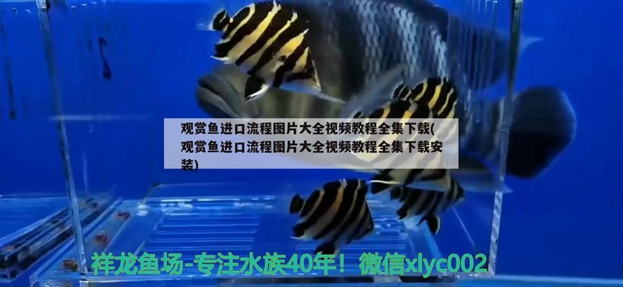 紅鉆水虎魚兇嗎(紅鉆水虎苗特征) 虎魚百科 第2張 紅鉆水虎魚兇嗎(紅鉆水虎苗特征) 紅鉆水虎魚兇嗎(紅鉆水虎苗特征) 虎魚百科 第2張