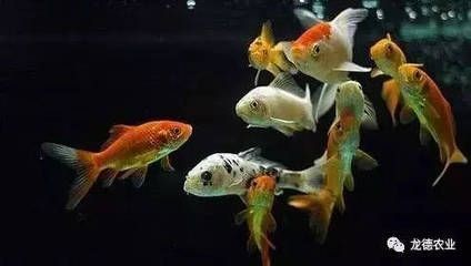 龍魚好幾個月不吃東西了 龍魚好幾個月不吃東西了 龍魚百科 第3張