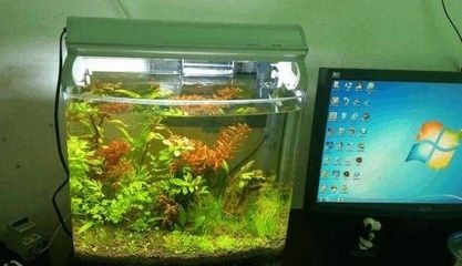 魚缸水質管理的重要性：養魚與風水學的關系在中國傳統文化中