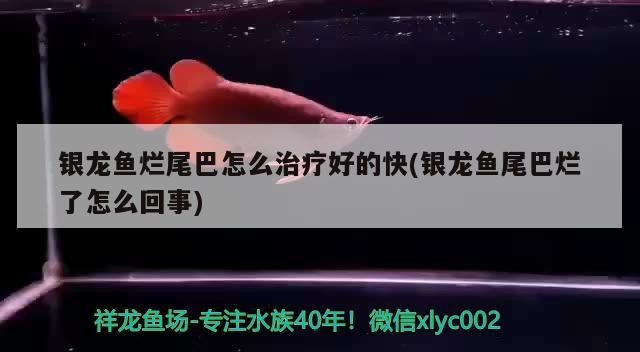 魚缸用增氧泵價(jià)格是多少:魚缸增氧機(jī)-xtrac增氧機(jī)-xtrac增氧機(jī) 銀龍魚爛尾巴怎么治療好的快(銀龍魚尾巴爛了怎么回事) 銀龍魚百科 銀龍魚爛尾巴怎么治療好的快(銀龍魚尾巴爛了怎么回事) 銀龍魚爛尾巴怎么治療好的快(銀龍魚尾巴爛了怎么回事) 銀龍魚百科