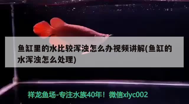 艾倫水虎怎么樣值得買嗎的簡單介紹 艾倫水虎怎么樣值得買嗎的簡單介紹 虎魚百科 第2張