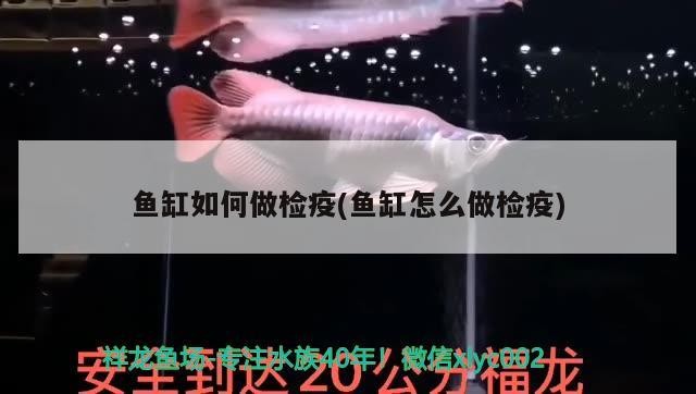 艾倫水虎怎么樣值得買嗎的簡單介紹 艾倫水虎怎么樣值得買嗎的簡單介紹 虎魚百科 第3張