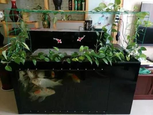 銀龍魚適合和什么魚一起養（銀龍魚適合和什么魚一起養活）