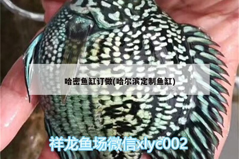 過背銀龍魚圖片大全欣賞（過背銀龍魚圖片大全欣賞圖）