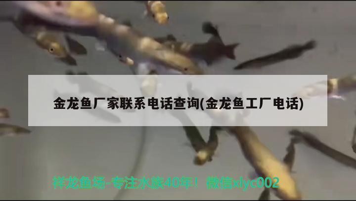 長明虎魚怎么到家就黑了（時明時暗的虎魚怎么變長明）