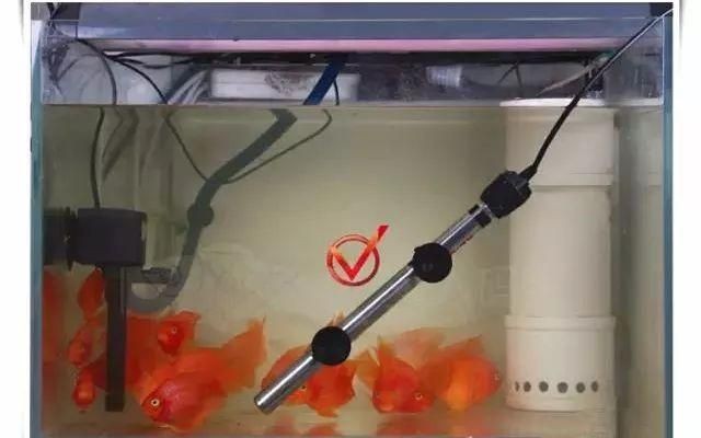 魚缸加熱棒選擇底濾魚缸加熱棒品牌推薦28篇：底濾魚缸加熱棒推薦