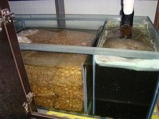 魚缸糞便處理的科學原理：底濾魚缸糞便處理領域的最新技術探索魚缸糞便處理領域的最新技術