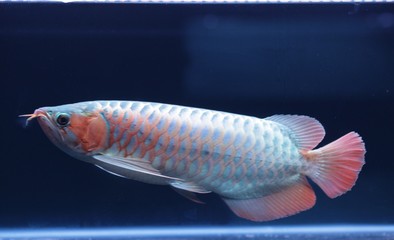 紅龍魚養多久開始變色正常