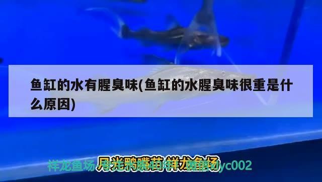 辛古水虎一年能長多少厘米（辛古水虎是最難出狀態(tài)的嗎）