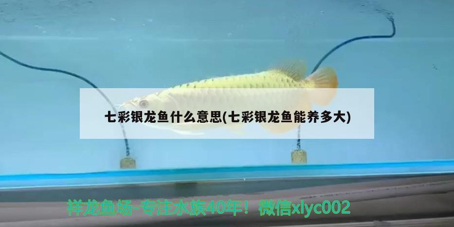 七彩銀龍魚什么意思(七彩銀龍魚能養多大)