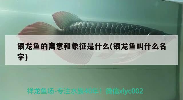 銀龍魚的寓意和象征是什么(銀龍魚叫什么名字)